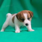 jack russell teri�ra.