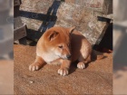 K dispozici kr�sn� �t�n� Shiba inu