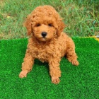 Kr�sn� �t��ata toy pudla.