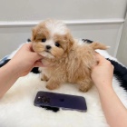 Kr�sn� �t��ata toy pudla.