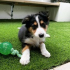 �t��ata border kolie