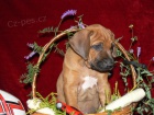 Rhod�sk� ridgeback - �t���tka