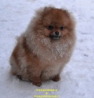 N�meck� �pic trpasli��