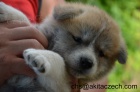 Štěňata akita inu s PP - odběr okolo 5..7.2013 Štěňata akita inu s PP - odběr okolo 5..7.2013
