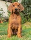 Rhod�sk� ridgeback �t���tka s PP