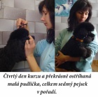 Kurzy st��h�n�, kurzy trimov�n� a kosmetick� �prava ps� = �L