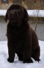 Labradorský retriever-černá a čokoládová štěnátka s PP Labradorský retriever-černá a čokoládová štěnátka s PP