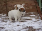 Jack Russell Teri�r (�t���tka s PP)