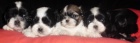 �t�n�tka shi tzu