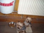 Prod�m Jork��rsky terier, pes + fenka