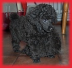 Pudl toy trpasli�� v barv� �ern� a apricot s pp