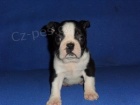 Bostonsk� terier - �t��ata s pp