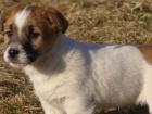 �t���tka Jack Russell Teri�r (JRT) s pp