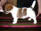 Inzer�t - Prod�m �t���tka Jack Russell Teri�ra