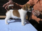 Inzer�t - Prod�m �t���tka Jack Russell Teri�ra
