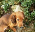 Jezev��k trpasli��/kr�li��