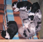 Border kolie s PP - �t��ata