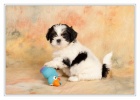 SHIH TZU �t���tka