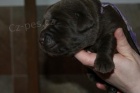 Labradorský retriever- čokoládová štěnátka s PP Labradorský retriever- čokoládová štěnátka s PP