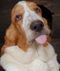 Basset hound Basset hound