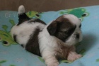 SHIH TZU �t���tka