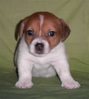 Jack Russel Terrier s PP Jack Russel Terrier s PP