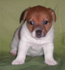 Jack Russel Terrier s PP Jack Russel Terrier s PP