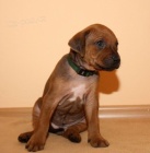 Rhod�sk� ridgeback - �t���tka s PP