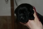 Labradorský retriever-černá a čokoládová štěnátka s PP Labradorský retriever-černá a čokoládová štěnátka s PP