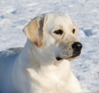 Labrador - smetanov� fenka s PP