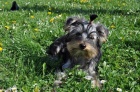 Jork��rsk� teri�r/Yorkshire terrier fenka