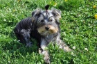 Jork��rsk� teri�r/Yorkshire terrier fenka