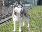 Siberian husky