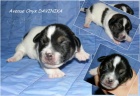 �t��ata Jack Russell Teriera s PP