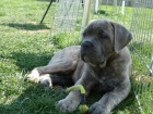 Cane corso �t�nata s PP