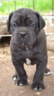 Cane corso �t��ata s PP