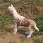 ��nsk� chocholat� pes-�t��ata s PP