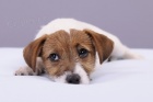 Parson a Jack Russell teri�r