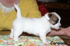 Hladk� �t���tka s PP - Jack Russell terier