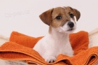 Parson a Jack Russell teri�r