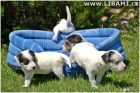 Parson a Jack Russell terir