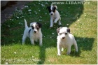 Parson a Jack Russell teri�r