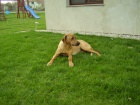 rhod�zsk�ho ridgebacka
