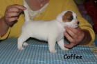 Hladk� fenka s PP - Jack Russell terier