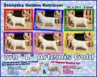 �t��ata Golden Retriever s PP