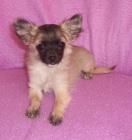 �ivava -chihuahua- nab�z�m dlouhosrs. fene�ku(�t�n�)