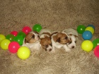 Jack Russell Terrier �t���tka s PP, kr�tk� no�i�ky