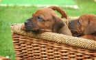 Rhodesian ridgeback - �t���tka s PP