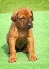 Rhodesian ridgeback - �t���tka s PP