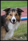 Prod�m �t���tka Border kolie bez PP